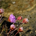 DSCF7602
