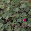 DSCF0109