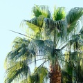 DSCF3239