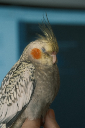 DSCF7269