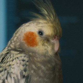 Papugai