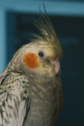 DSCF7268