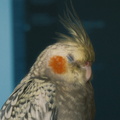 DSCF7265