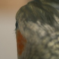 DSCF7255