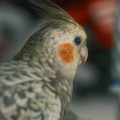 DSCF7250