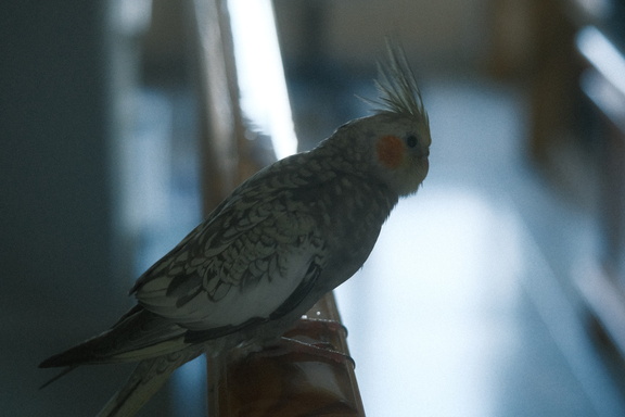 DSCF7309