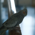 DSCF7309