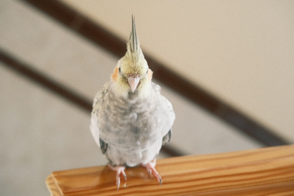 DSCF7310
