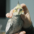 DSCF7335