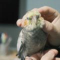 DSCF7336