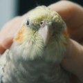 DSCF7337