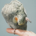 DSCF7339