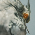 DSCF7340