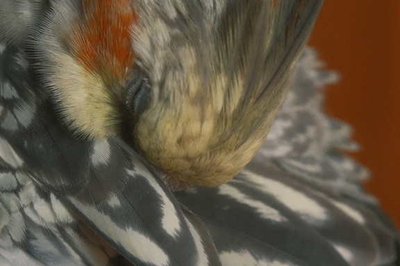 DSCF7352