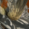 DSCF7352