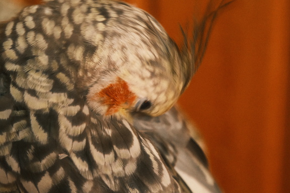 DSCF7360