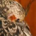 DSCF7360