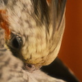 DSCF7387