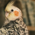 DSCF7391