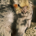 DSCF7398