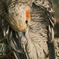 DSCF7399