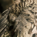 DSCF7403