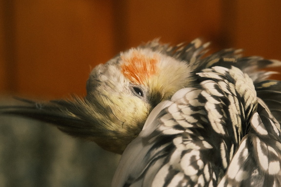 DSCF7405