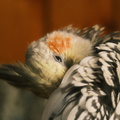 DSCF7405