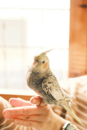 DSCF7408