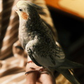 DSCF7413