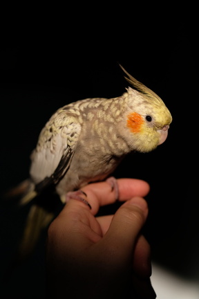 DSCF8522
