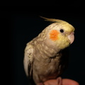 DSCF8525