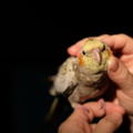 DSCF8527
