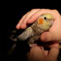 DSCF8529