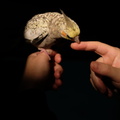 DSCF8537
