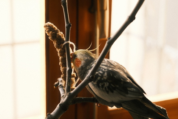 DSCF8383