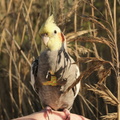 DSCF9034