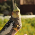 DSCF9050