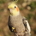 DSCF9051